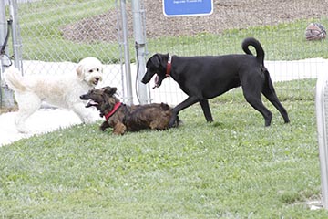 Dog Park 1