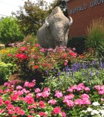 Garden Buffalo