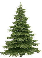 Evergreen Tree